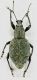 Otiorhynchus caudatus. 1.jpg