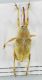 curculio sp. r.jpg