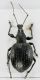 Otiorhynchus sp. 3 r.jpg
