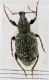 Otiorhynchus sp. 2.jpg