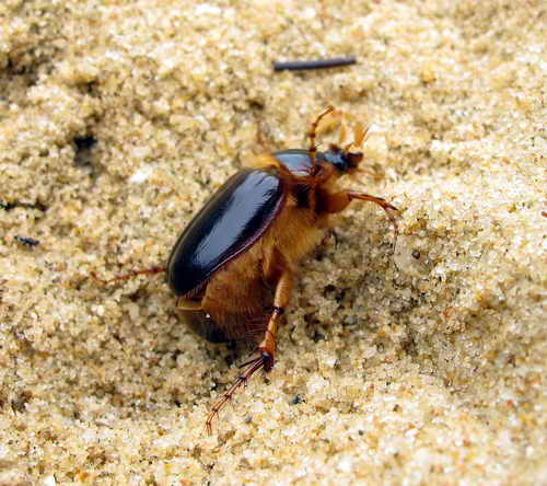 Ceramida sp. 2.jpg