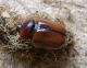Calicnemis latreillei adult 1.jpg
