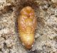 C atlanticus pupa.jpg