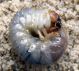 Larva Calicnemis  Tarifa.jpg
