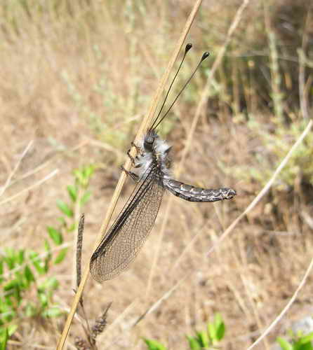 Bubopsis agrioides.jpg