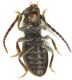 Parmena algirica_Ronda_Sierra Las Nieves_ventral 010.jpg