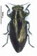 C dorsata (Fab, 1787) .jpg