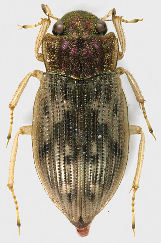 Helophoridae_Tolfa_4-IV-2011_4,5mm.jpg