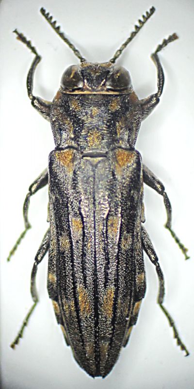 Agrilus perrini.jpg