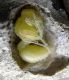 D unguiculatum pupa.jpg