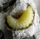 D unguiculatum larva.jpg