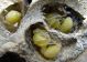 D unguiculatum nido.jpg