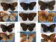 Erebia identification.jpg
