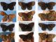 Erebia identification 2.jpg