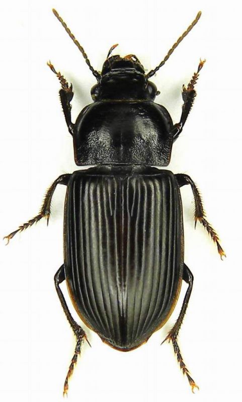 011 Carabidae sp.  lg mm. 12.5  Lido di Venezia-S. Nicolo - 2-III-2011-.jpg