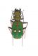 Cicindela_Spagna 2011 028.jpg