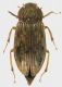 Helophoridae_Tolfa_4-IV-2011_7,4mm.jpg