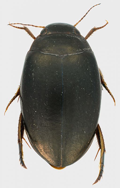 Dytiscidae_01_Tolfa_4-IV-2011_10,5mm.jpg