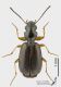 carabid_s.JPG