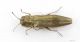 Agrilus_IMG_0457_C00198.JPG