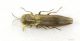 Agrilus_IMG_0456_C00197.JPG