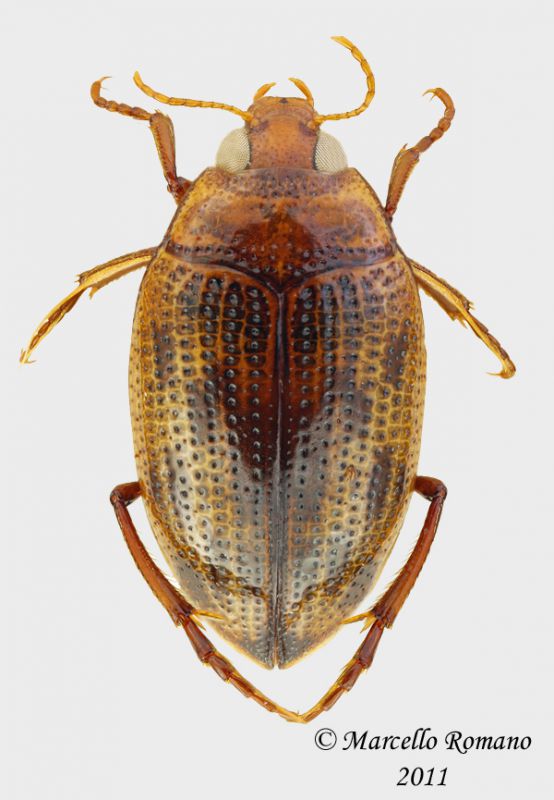 Liaphlus_fulvus_piccola.jpg