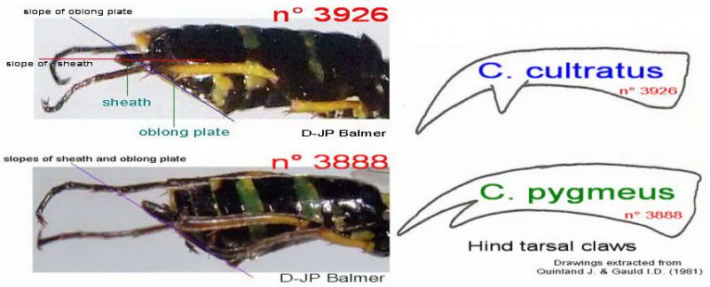 n° 3888 & 3926 - Abdomen (latéral) + hind claws.jpg