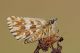 Pyrgus-armoricanus-For.jpg