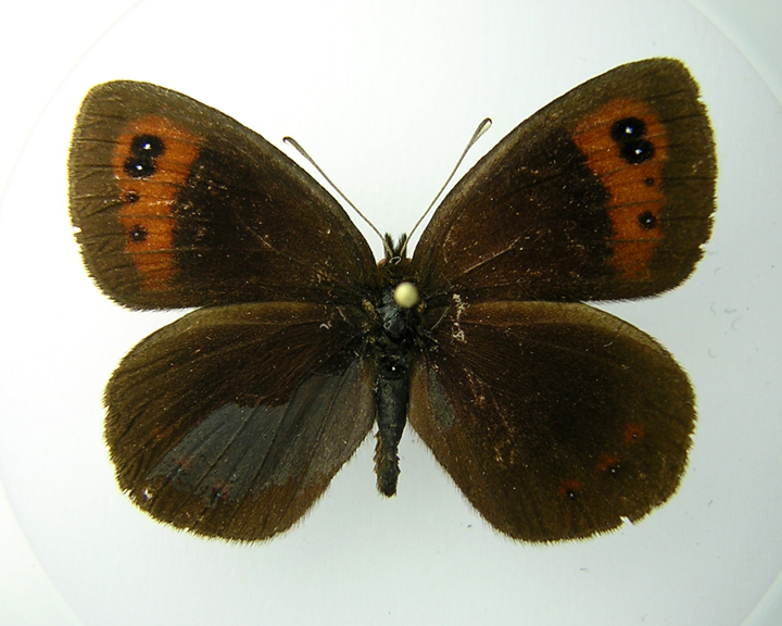 Erebia 1a.jpg