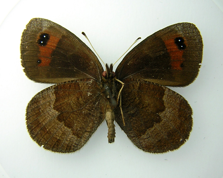 Erebia 1b.jpg