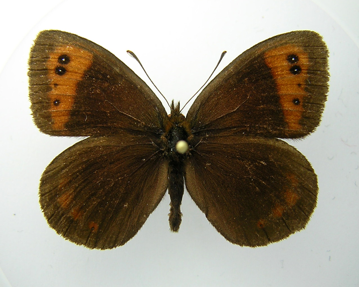 Erebia 2a.jpg