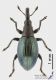 apionid_f_s.JPG