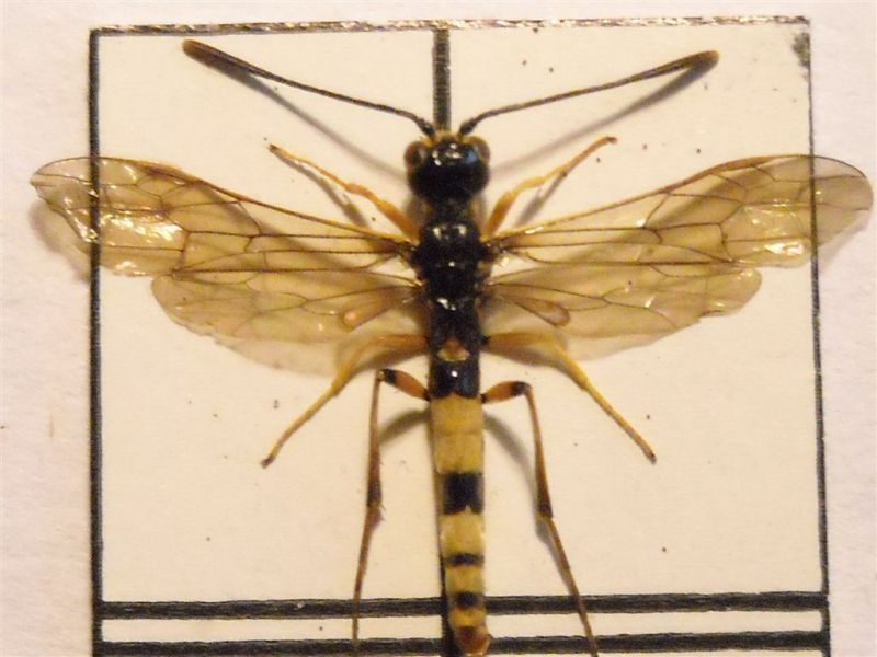 Calameuta sp. (M) (a).jpg