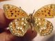 Argynnis adippe (b).jpg