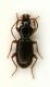 Stomis01 6.2mm .JPG