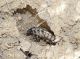 larva da trasformare.JPG