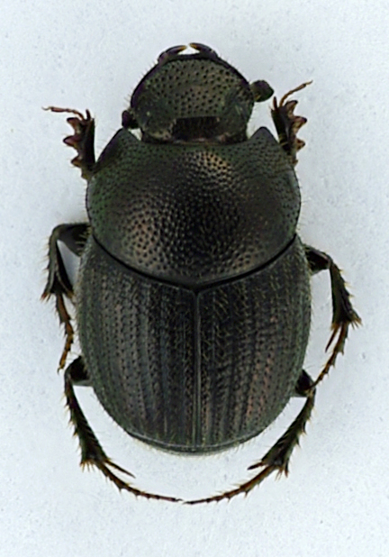 Onthophagus.jpg