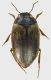 Dytiscidae_07_Tolfa_4-IV-2011_3,7mm.jpg