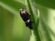 Carabidae_Roma_11-IV-2011.jpg