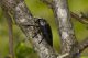 Capnodis_tenebrionis.jpg