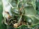 cassida uova e acc.JPG