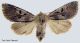 Orthosia_gothica.jpg
