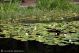 Aeshna_cyanea_esuvia_ambiente_Merano_3267.jpg