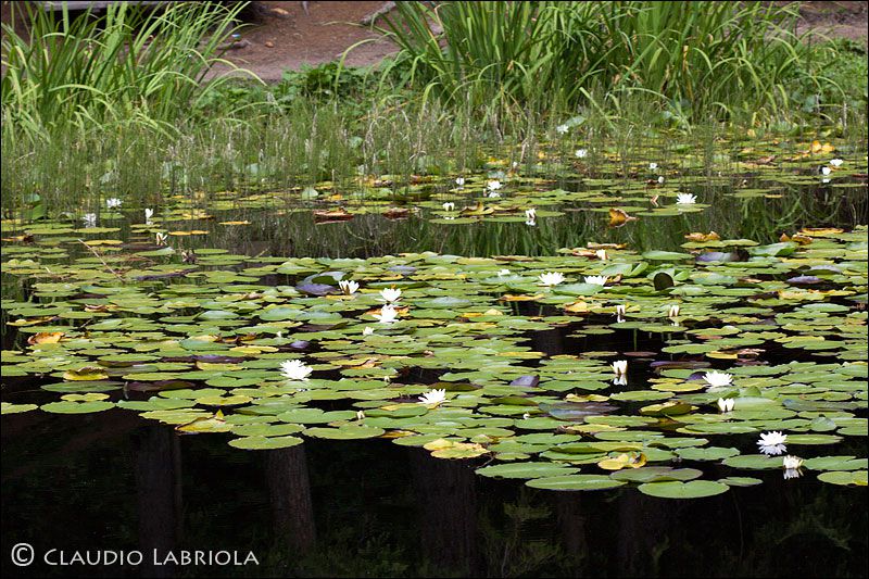 Aeshna_cyanea_esuvia_ambiente_Merano_3267.jpg