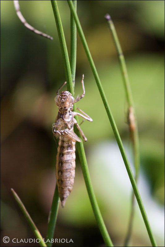 Aeshna_cyanea_esuvia_ambiente_Merano_3259.jpg