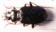 N.brevicollis.jpg