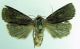 noctuidae 2jpg.jpg