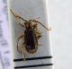 ptinidae.jpg