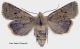 Xanthia_Spudaea_ruticilla_FEI_clido.jpg