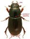 Aphodius (Plagiogonus) arenarius.jpg